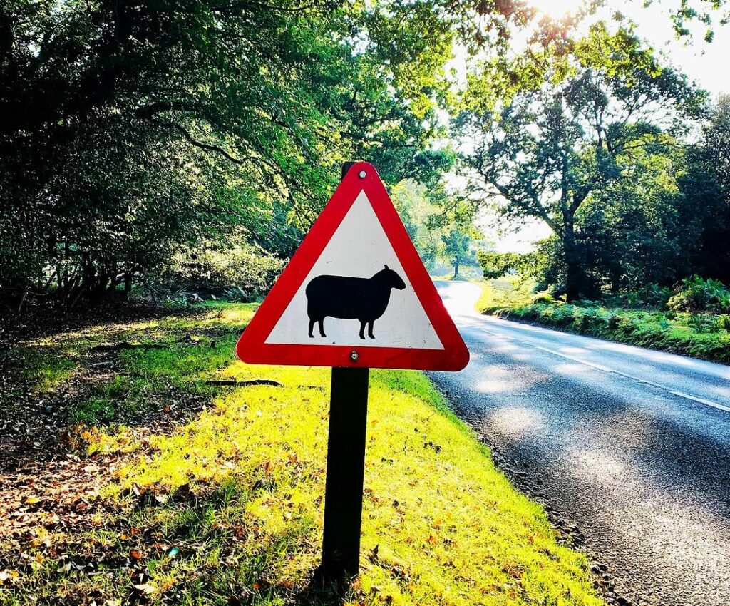 Signalisation en Angleterre : mouton