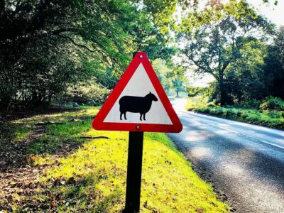 Signalisation en Angleterre : mouton