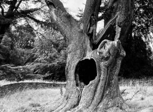 Harry Potter Tree à Blenheim Palace