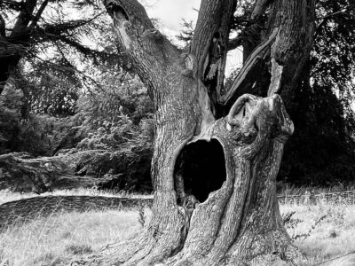 Harry Potter Tree à Blenheim Palace