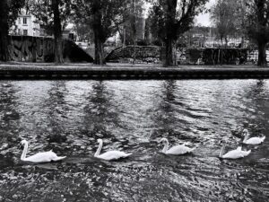 Cygnes sur le canal de l'Ourcq