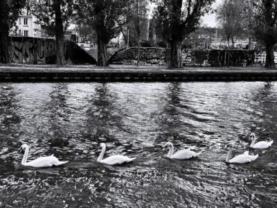 Cygnes sur le canal de l'Ourcq