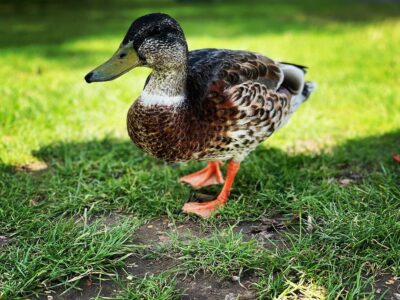 Canard dans le parc de Blenheim Palace en 2023