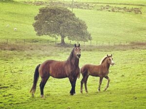 Chevaux au Pays de Galles en 2023