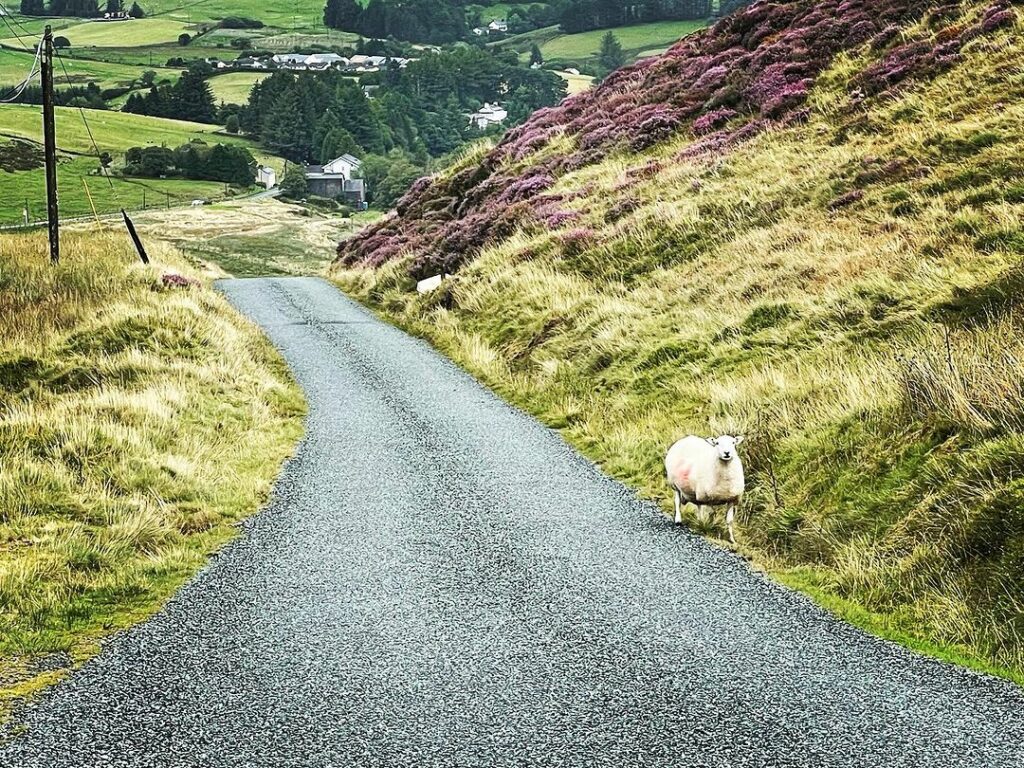 Mouton au Pays de Galles en 2023