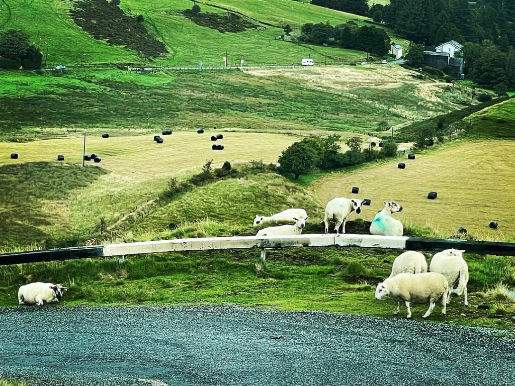 Moutons au Pays de Galles en 2023