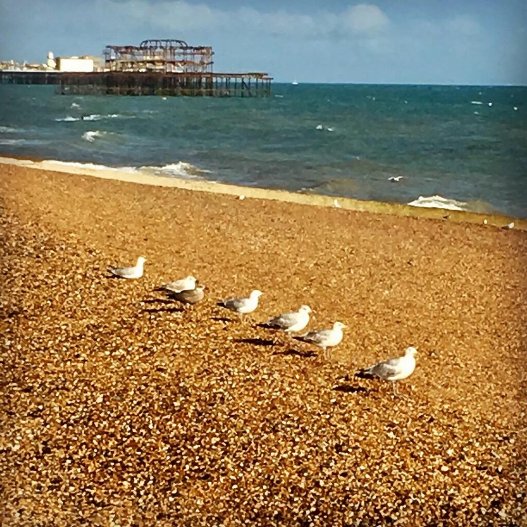 Mouettes à Hove, Angleterre