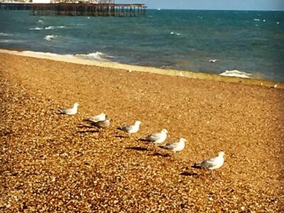 Mouettes à Hove, Angleterre