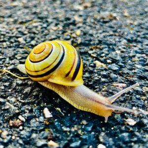 Escargot