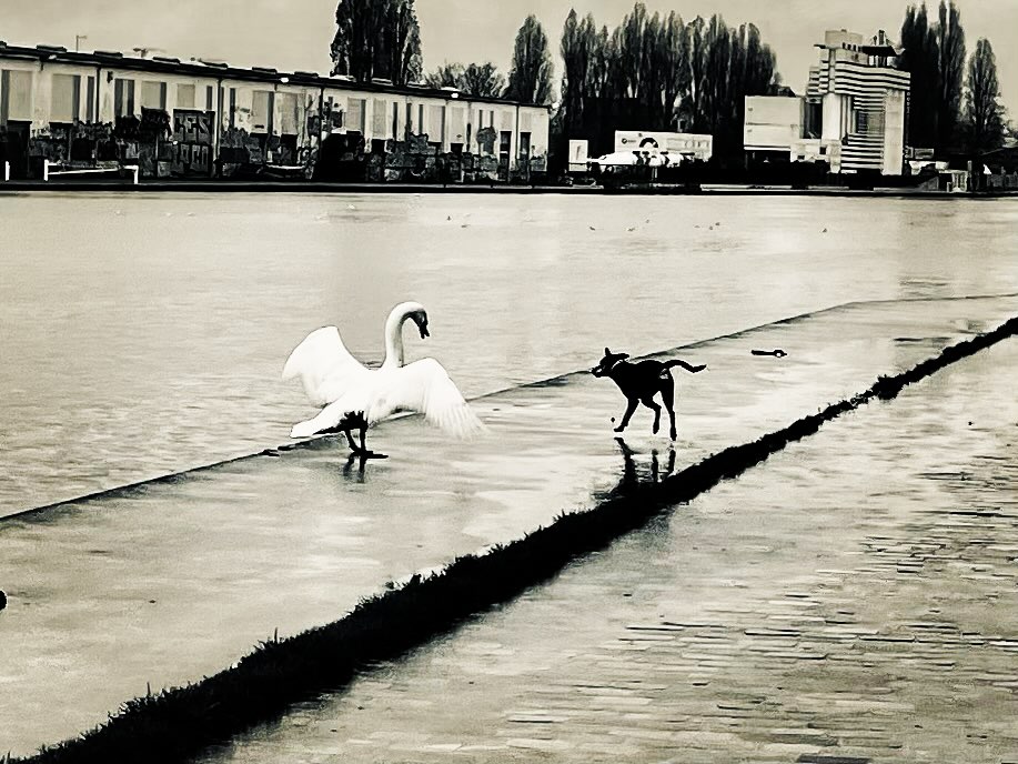 Cygne et chien au bord du canal de l'Ourcq