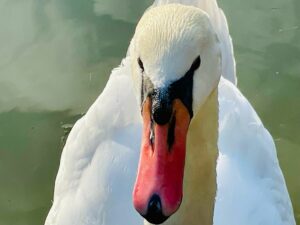 Cygne de Pantin