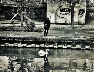 Un cygne sur le canal de l'Ourcq à Pantin