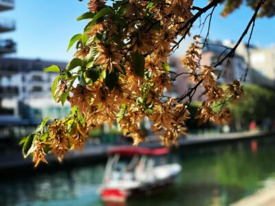 Feuillage d'automne à Pantin