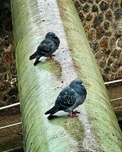 Pigeons à Pantin