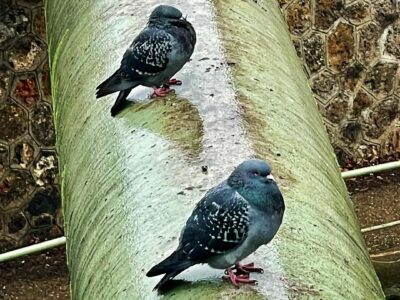 Pigeons à Pantin