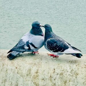 Pigeons à Pantin