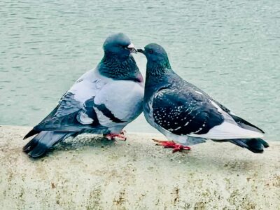 Pigeons à Pantin
