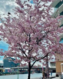 Arbre en fleur à Pantin