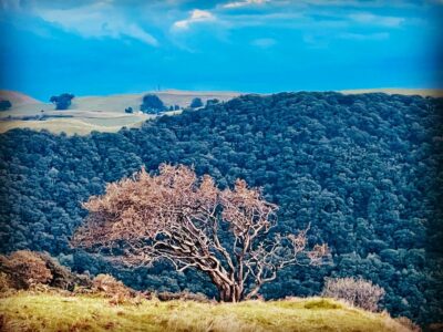 Arbre et forêt au Pays de Galles en 2023