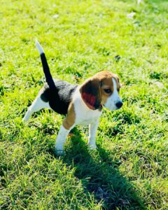 Mignon chiot beagle à Pantin