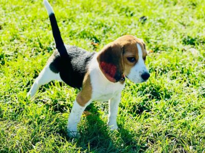 Mignon chiot beagle à Pantin