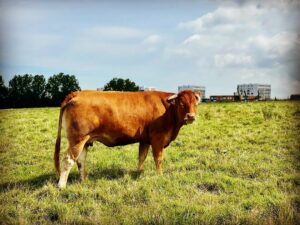 Vache à Saint-Léonard