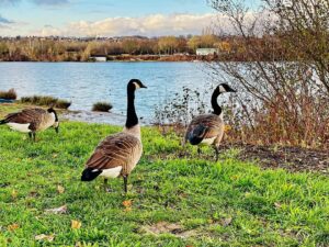 Bernaches devant la fosse Montalbot à Vigneux-sur-Seine