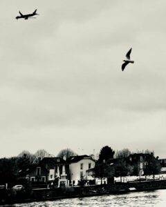 Oiseau et avion au-dessus de la Seine à Villeneuve-Saint-Georges