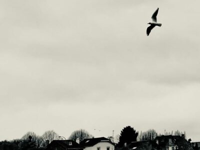 Oiseau et avion au-dessus de la Seine à Villeneuve-Saint-Georges
