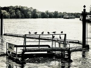 Oiseaux sur la Seine à Villeneuve-Saint-Georges